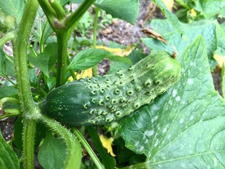 Cucumber on the Vine