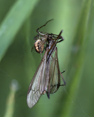 Spider with Fly