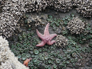 starfish on the beach