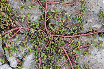 Plant (Garden purslane) sprouted in the crack of a concrete slab. Background