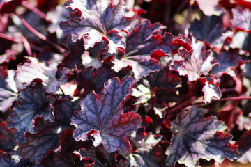 Red herb leaves background close up.
