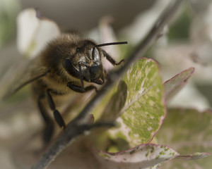 Honey Bee on leaf