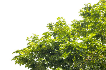 green leaf of tree from natural isolated on white background