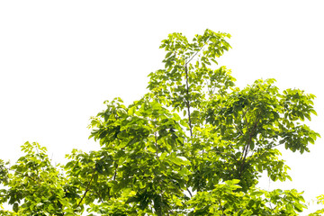green leaf of tree from natural isolated on white background