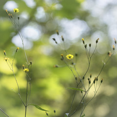 wild Buttercup daisy flower