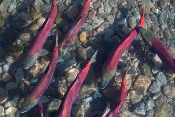 Adams River Sockeye