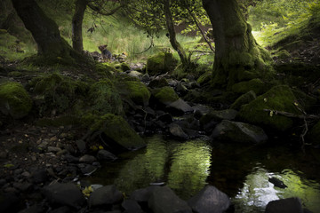 Rural woodland landscape,with tranquil morning light