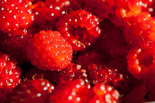 Salmonberry Foraging