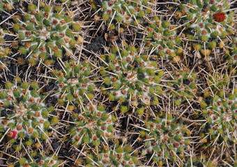 cactus background