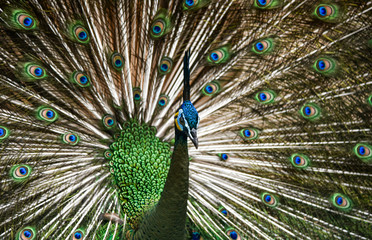 Beautiful Thai peacock head
