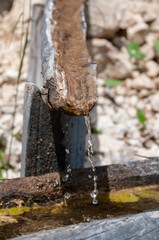 An old tree trunk is used as a through and is being filled by a flow pipe made from a second trunk. Image from the Italian Dolomites on a summer morning. Focus is on the dripping water.