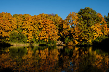 Maple yellow-red forest on the shore of the pond.