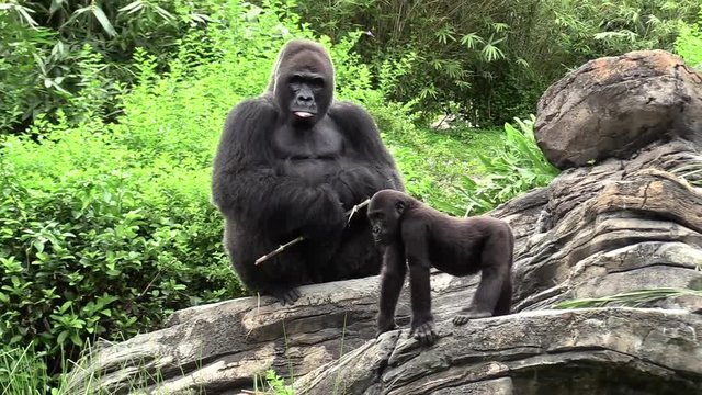 An adult gorilla sits on rocks as young gorilla plays nearby