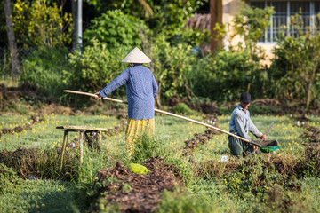 Vietnamese Workers In Rice Field