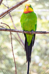 The colorful Superb Parrot (Polytelis swainsonii), Barraband's Parakeet, sits on branch.