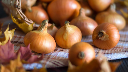 Vintage onion bulb on the table, in a basket.