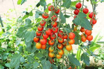 連なる豊作のミニトマト