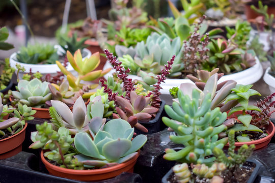 Close up of different varietal agave succulent plants in pots, selective focus. various types of succulent plant pot - echeveria, Graptoveria, Haworthia, sempervivum, flowering house, house plants