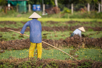Vietnamese Workers In Rice Field