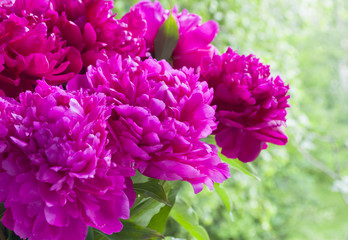 bouquet of peonies on a background of green foliage