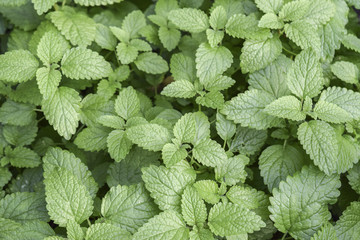 Fototapeta na wymiar Mint leaves garden greenery leaf background 