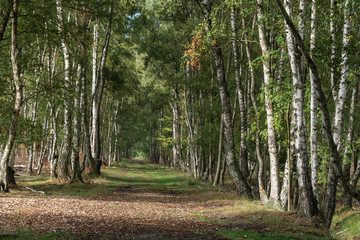 Obraz premium Birkenallee beim Pietzmoor in der Lüneburger Heide