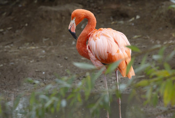 pink flamingo. Amazingly beautiful plumage and Regal bearing rightfully puts flamingos in the ranks of the first handsome among the birds. 