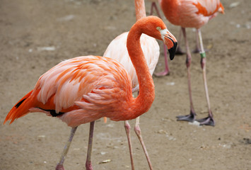 pink flamingo. Amazingly beautiful plumage and Regal bearing rightfully puts flamingos in the ranks of the first handsome among the birds. 