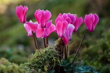 closeup of pink cyclamen in a garden