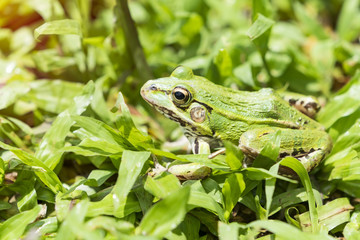 portrait of a green frog in the grass