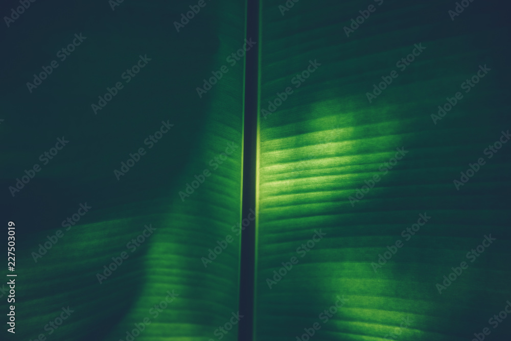 Wall mural Beautiful Banana leafs  background.