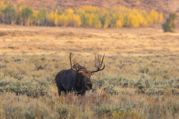Bull Shiras Moose in Wyoming in Fall