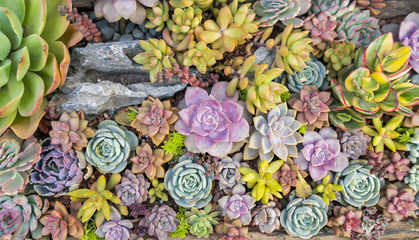  Miniature succulent plants in garden