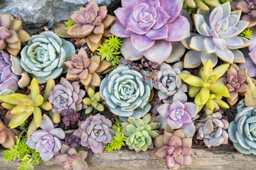  Miniature succulent plants in garden