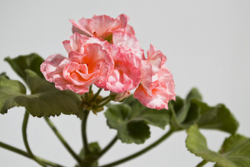  pink geranium flowers on a gray background