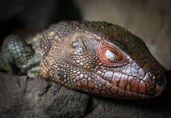 South American Caimen Liard Reptile