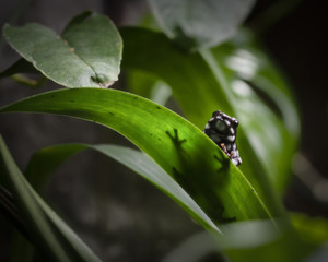 Central American Green and Black poisonous dart Frog