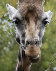 Portrait of Giraffe