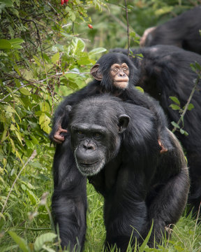 Baby Chimpanzee monkey on mother’s back