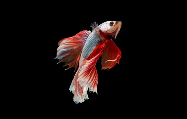 Keuken spatwand met foto The moving moment beautiful of siamese betta fish or splendens fighting fish in thailand on black background. Thailand called Pla-kad or biting fish. © Soonthorn