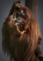 Mother and baby Orangutan Monkey