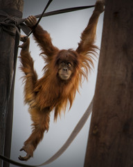 Playful Orangutan baby monkey © kim