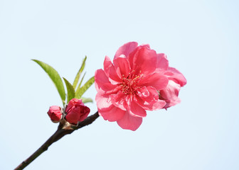 pink blossoms