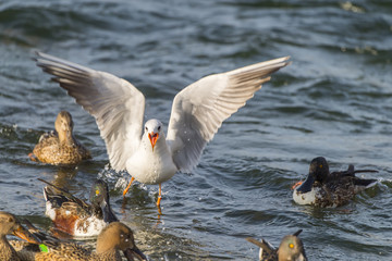 Seagull flying over the sea