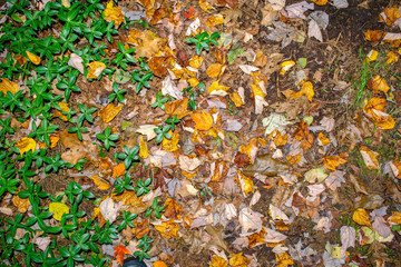 Leaves on the ground