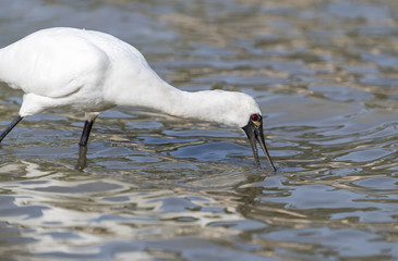 Black-faced Spoonbill in waterland