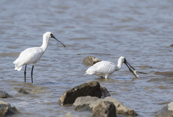 Black-faced Spoonbill in waterland