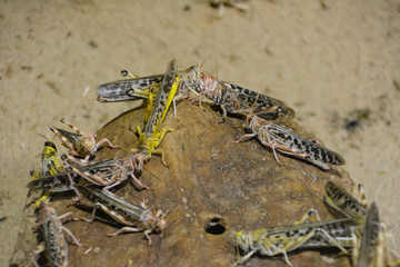 A group of locusts piled up in front of their home against the background of sand.