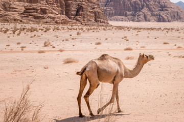 Chameau dans le désert de Wadi Rum près de Pétra en Jordanie