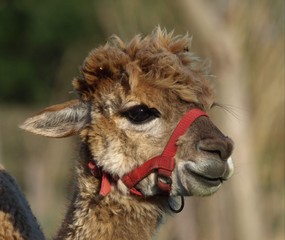 Obraz premium Alpaka